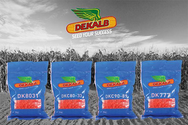 DCK80-83 Maize Seeds 2 Kg