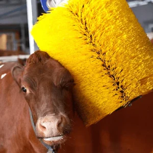 Cow Massaging Brush Large