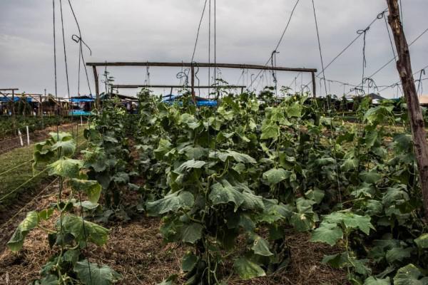 AgroZ Trellising Twine 5,000M - Image 2