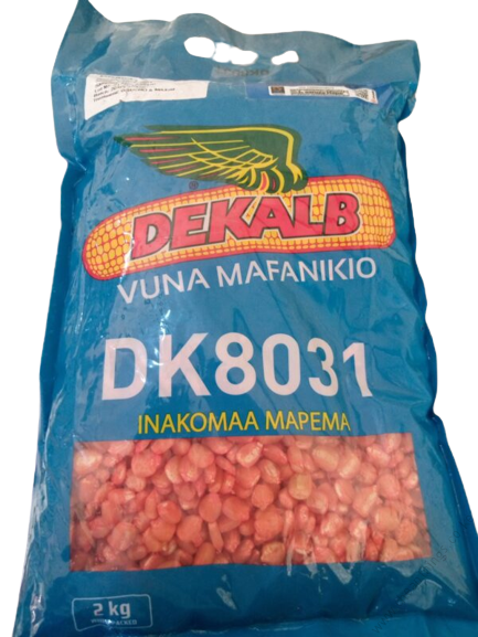 DK 8031 Hybrid Maize Seeds 2kg